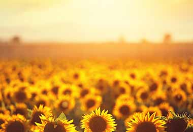 Guía rápida de las flores comestibles de la A a la Z