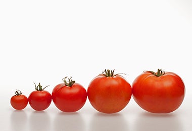 Tomates de distintos tamaños para usar en una salsa pomodoro